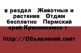  в раздел : Животные и растения » Отдам бесплатно . Пермский край,Краснокамск г.